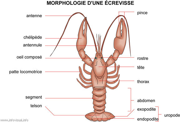 crevisse